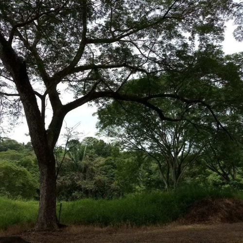 Imagen 6 de 14 de Lotes P/quintas Desde ¢24.5 Millones, 5.000 M2, San Mateo