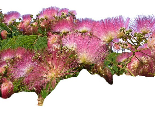 Albizia Rosa Árvore De Seda Bonsai 10 Sementes Para Mudas