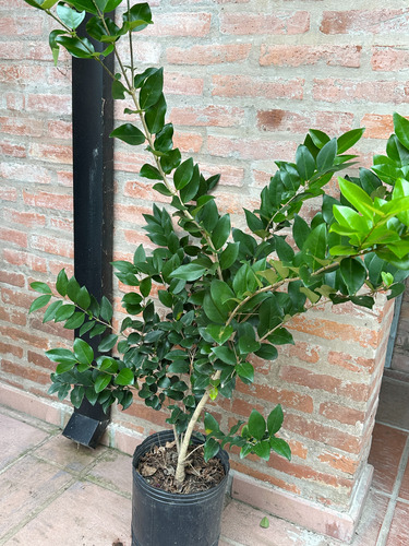 Olea Texano Verde 1m Maceta 10l Cerco Vivo Resistente