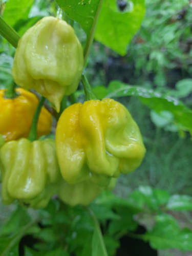 15 Semillas De Pimiento Ají Scotch Bonnet Amarillo
