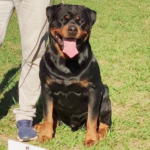Rottweiler Filhos Do Pôker Von Rottland Ou Acasalamentos
