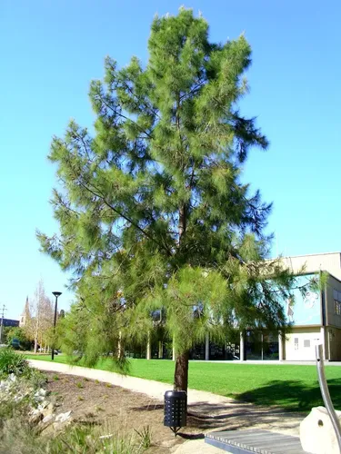 30 Sementes Pinheiro Casuarina Arvore Beira Mar Bonsai | MercadoLivre
