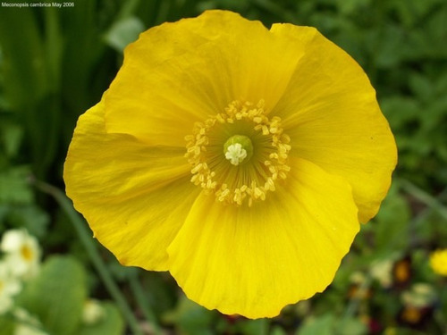 20 Sementes De Papoula Amarela Meconopsis Cambrica Flor