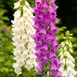 Outsidepride Foxglove Gloxiniaeflora 5000 Seeds