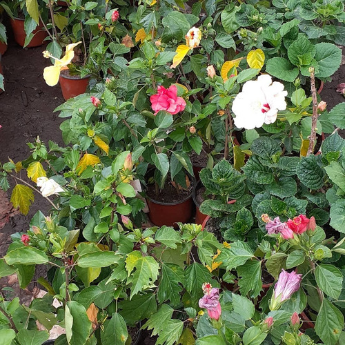 Imagen 8 de 8 de Rosa China (hibiscus Rosa) M14