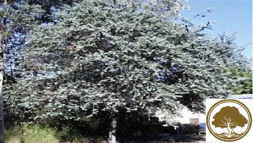 Acacia Verde ( Arbol ) 1.50 M F. Von Muell