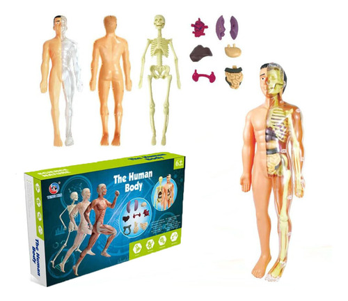 Modelo 3d De Anatomía Del Cuerpo Humano, Niños, Plástico, D