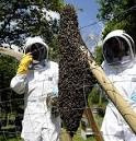 Imagen 9 de 10 de Abejas Colmenas Enjambres Avispas
