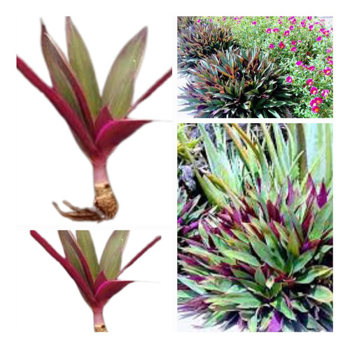 100 Mudas Brotando De Abacaxi Roxo (tradescantia Spathacea )