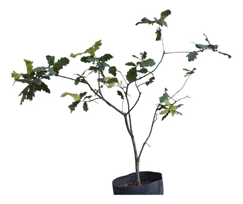 Roble Europeo Árbol 80 Cm Con Maceta - Vivero Rolocampo