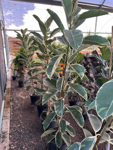 Planta De Hule Variedad O