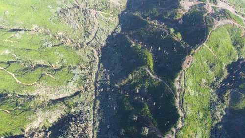 Predio Forestal En Constitución, Regeneración Plan De Manejo