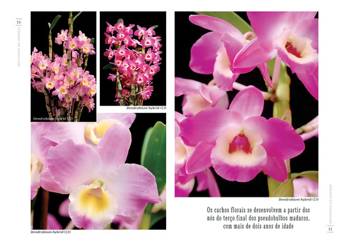 Enciclopédia das Orquídeas - Volume 9, de Editora Europa. Editorial Editora Europa Ltda., capa mole em português, 2021