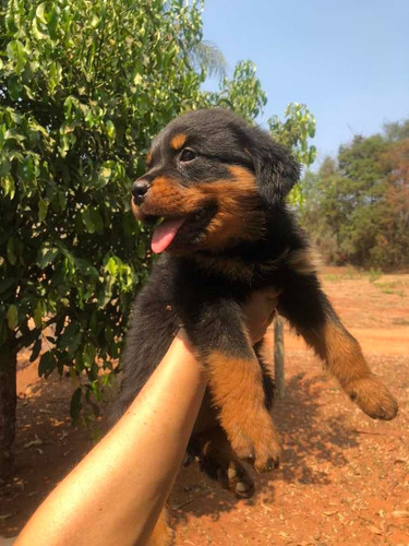 Filhotes De Rottweiler