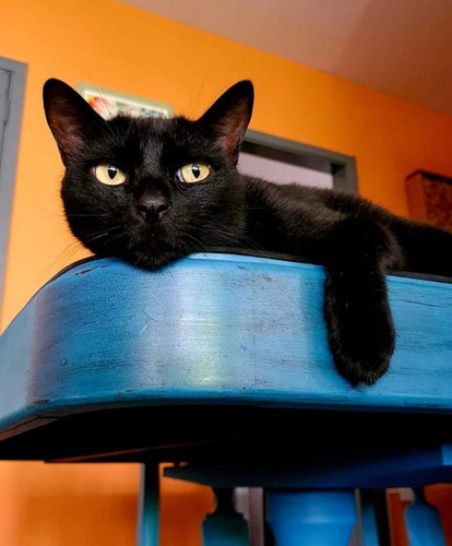 Gatinha Angorá X Siamês 5 Meses Fêmea Preta Azul Castrada