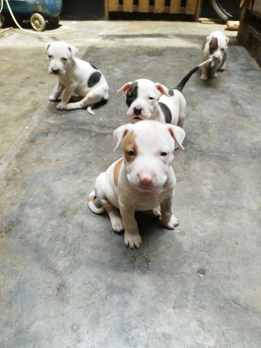 Cachorros Pitbull 