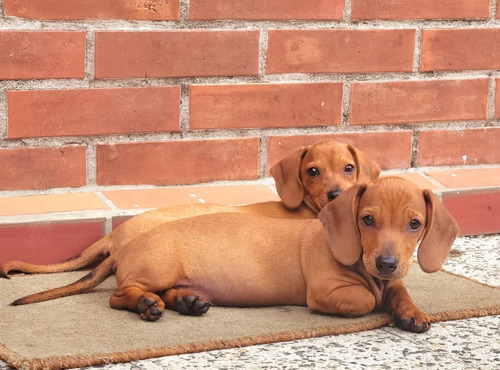 Perro Salchicha Dachshund Cachorros 4 Meses 