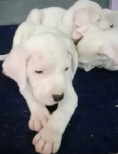 Imagen 3 de 8 de Dogo Argentino Cachorros De Excelente Linea De Sangre