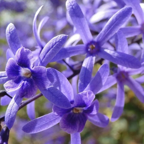 Mudas Da Bela Flor De São Miguel Azul (petrea Subserrata) | Parcelamento  sem juros