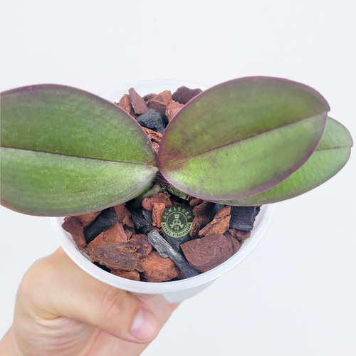 Orquídea Phalaenopsis Baby (x Unidad)
