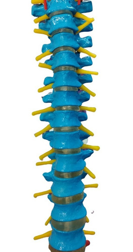 Imagem 3 de 8 de Coluna Vertebral Colorida Flexível C/ Cabeça Do Femur + Base