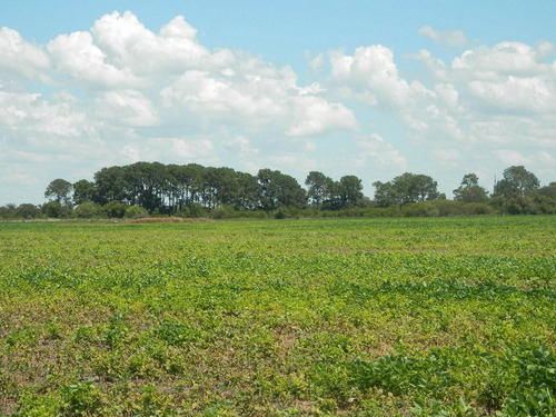 Estancia Isla Vizcaino 1569ha Ganadero Agricola Rio Negro Y Rio Uruguay