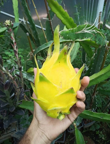 10 Esquejes De Pitahaya Amarilla Mexicana 2 Autofertil