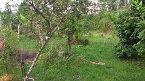 Chácara Com Árvores Frutíferas No Gaivota Itanhaém-3861 Npc