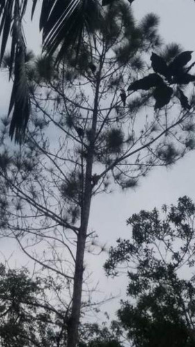 Chácara C/ Árvores Frutíferas No Bopiranga-itanhaém 4292 Npc