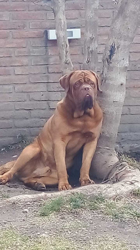 Imagen 4 de 5 de Dogo De Burdeo Servicio