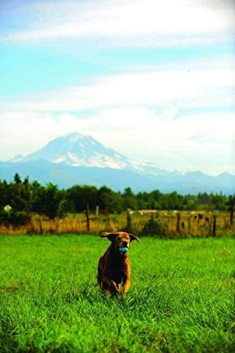 Pelota De Goma Reciclada Natural Chuckit Para Perros