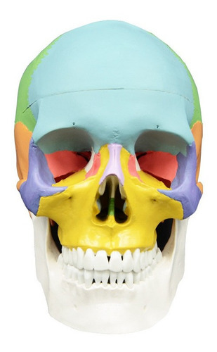 Maqueta De Calavera A Escala Real, 3 Partes Coloreadas