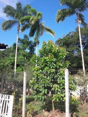 Imagem 3 de 10 de Chácara Com Belo Quintal Em Itanhaém
