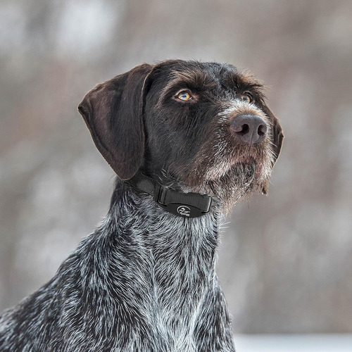 Sportdog Brand Nobark Sbc-8 Bark Control Collar - Shock C...