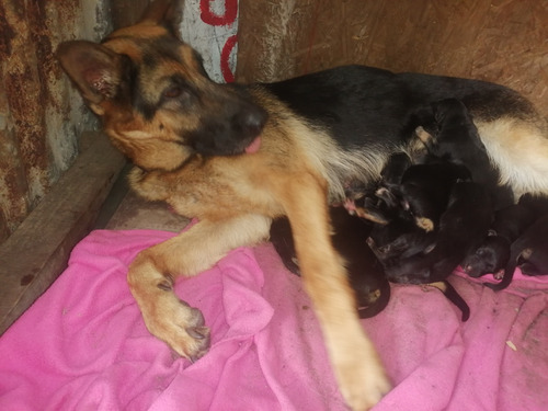 Se Venden Cachorros Ovejeros Puros Nacidos 18 De Marzo  