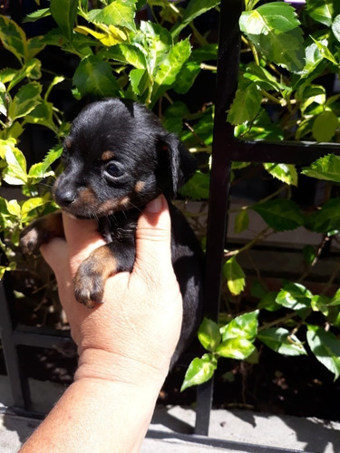 Pincher Cachorro Mascotas Rionegro Medellín Bogota