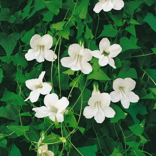 Sementes De Asarina Branca - Trepadeira Flor Para Mudas