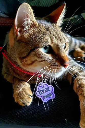 Placa De Identificación Personalizada Para Mascotas