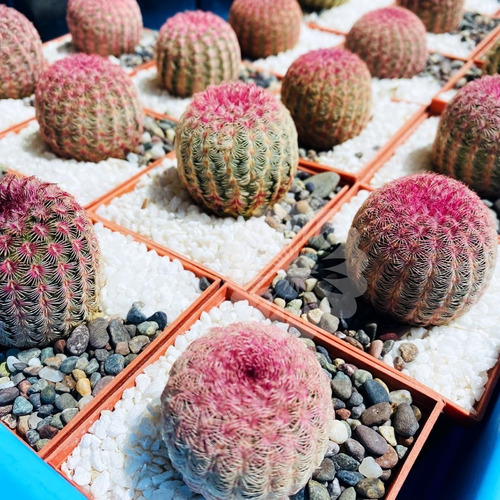 Imagen 3 de 4 de Exotico Cactus Arcoiris