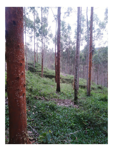 Imagen 7 de 19 de Finca Vocacion Aguacate Hass Y Otros En Jardin