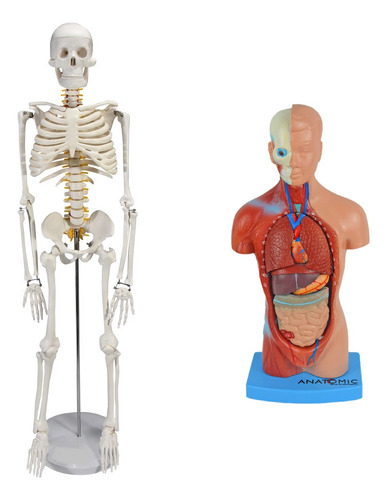 Anatômia Humana Esqueleto 85 Cm + Torso 28 Cm 14 Partes