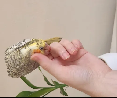 Calopsita Mansa Pet Com Garantia De Saude