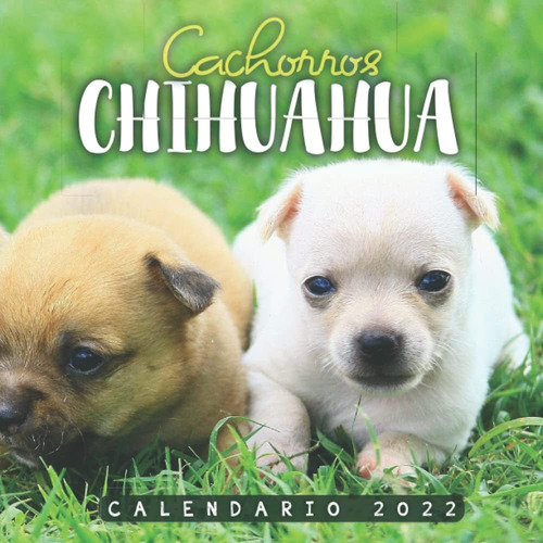 Libro: Cachorros Chihuahua Calendario 2022: Calendario 12 Me