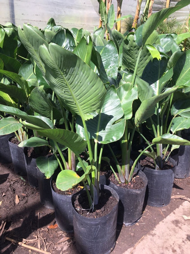 Strelitzia Nicolai/flor De Pájaro En Envase De 15 Litros