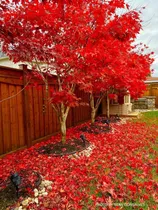 Comprar Semillas Arce Japones - Arce De Japón - Acer Palmatum Árbol