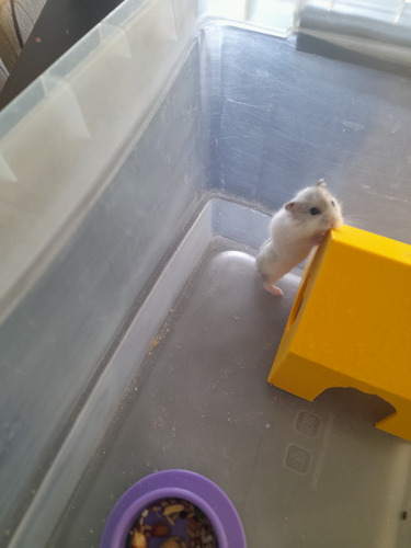 Hamster Ruso - Topos Rusos- Hamsters Enanos - Topito Ruso Blanco Negro