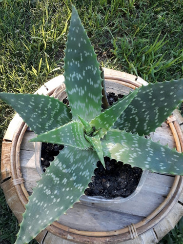 Imagen 1 de 2 de Planta De Aloe Vera O Sábila Medicinal Y Orgánico