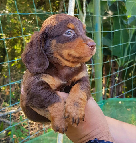 Teckel Dachshund Salsichinha