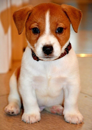 Jack Russell 6 Tricolor