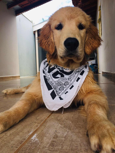Golden Retriever Filhotes